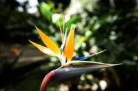 Heliconia psittacorum flower