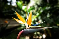 Heliconia psittacorum flower