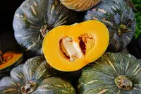 winter squash (Cucurbita maxima) plant