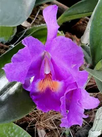Guarianthe bowringiana