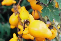 nipplefruit