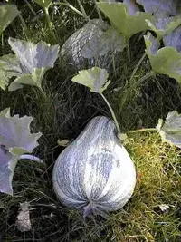 cushaw pumpkin