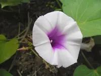 sweet potato