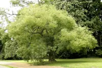 Japanese pagoda tree (Styphnolobium japonicum) plant