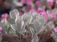 Kalanchoe pumila