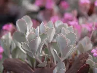 Kalanchoe pumila