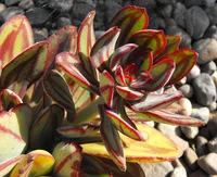 Painted Echeveria (Echeveria nodulosa) plant
