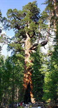 Giant Sequoia (Sequoiadendron giganteum) plant