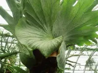 Platycerium superbum