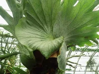 Platycerium superbum