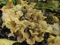 blackening chanterelle