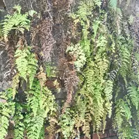 polished maidenhair