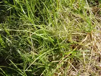 Kikuyu Grass Identification Guide