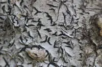 Alyxoria demutata