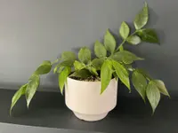 Fishtail Hoya (Hoya polyneura) plant