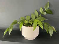 Fishtail Hoya (Hoya polyneura) plant