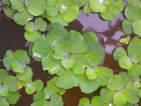 water lettuce