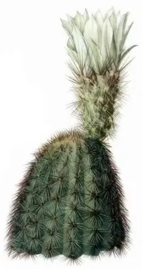 San Esteban hedgehog