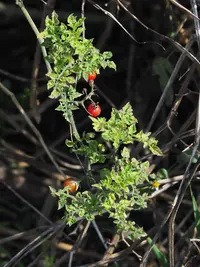 cherry tomato