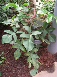 Philodendron squamiferum (Philodendron squamiferum) plant