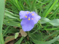 giant spiderwort