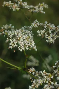 Tall Buckwheat