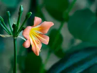 Clivia miniata
