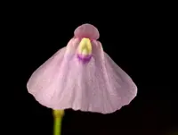 fairy aprons