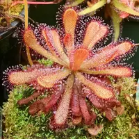 Drosera venusta