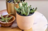 Crassula perforata