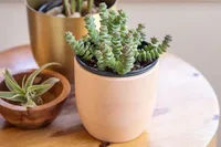 Crassula perforata