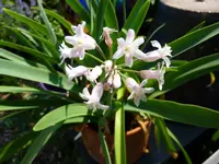 Sweet garlic