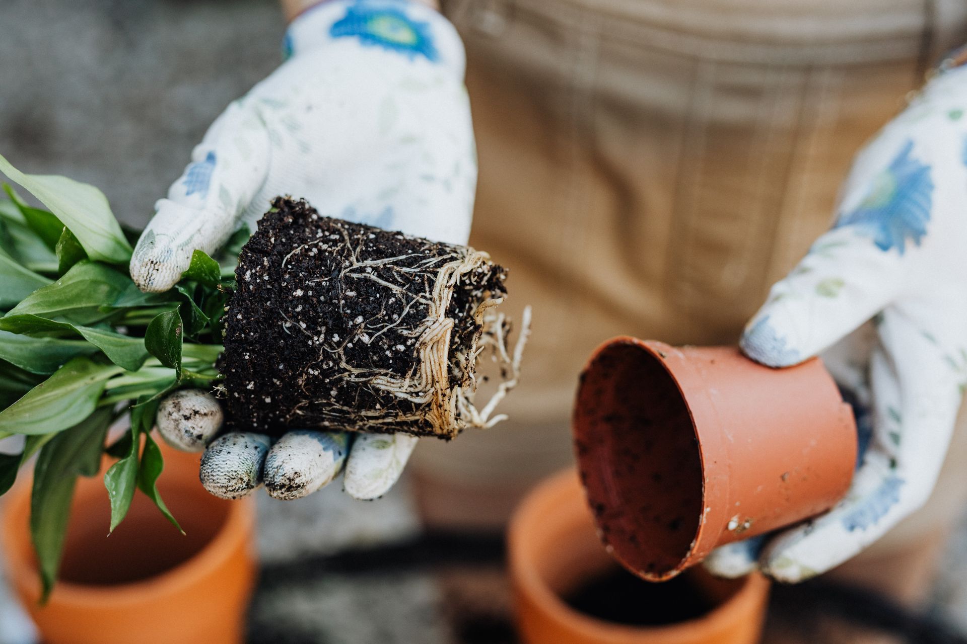 How To Revive a Dying Plant