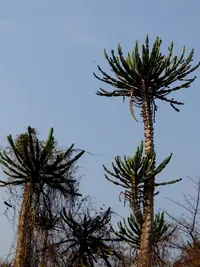 Candelabra tree