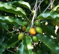 Spanish cherry