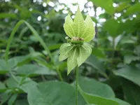 spurgecreeper