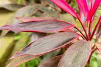 Cordyline fruticosa leaf