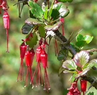 fuchsiaflower gooseberry