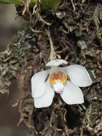 Orange blossom orchid
