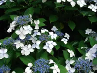 Mountain hydrangea (Hydrangea serrata) plant