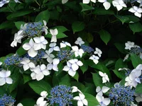 Mountain hydrangea