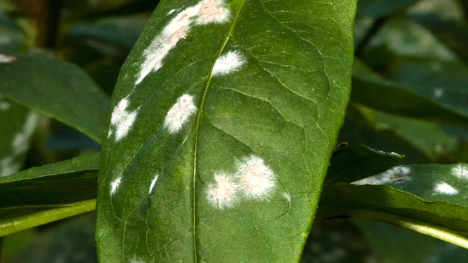 Powdery mildew begonia