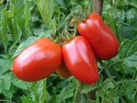 Tomato (Solanum lycopersicum 'Roma') plant