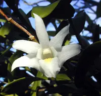 pigeon orchid (Dendrobium crumenatum) plant