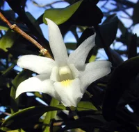 pigeon orchid (Dendrobium crumenatum) plant