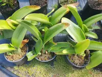 Haemanthus albiflos