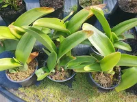 Haemanthus albiflos