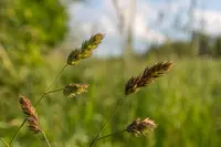 smooth-stalked sedge