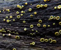 Chlorosplenium chlora