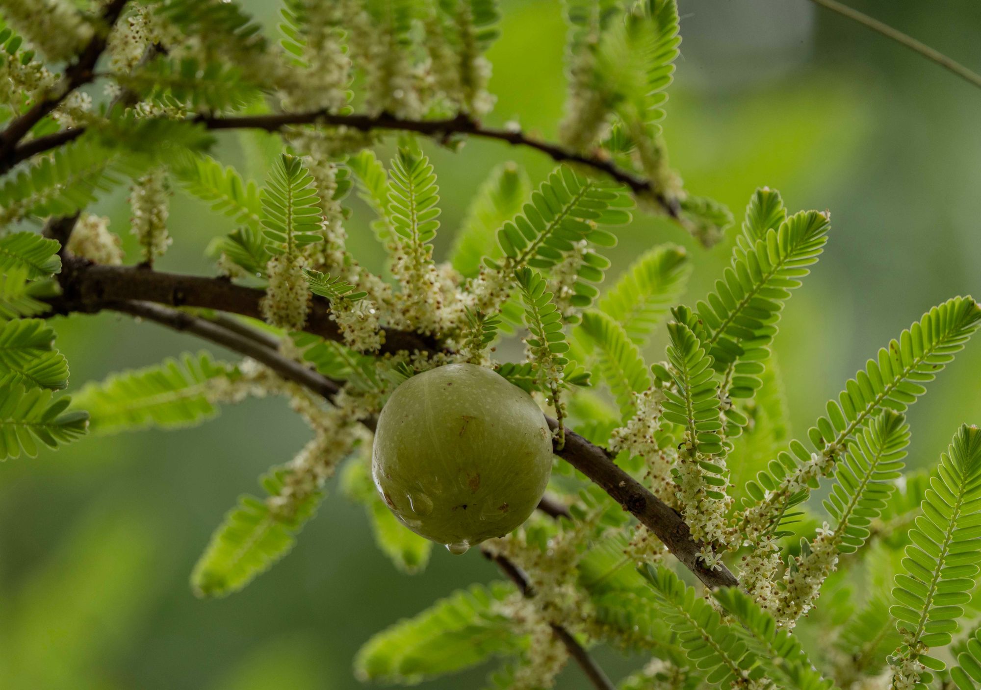 Bushes With Thorns - Gooseberry